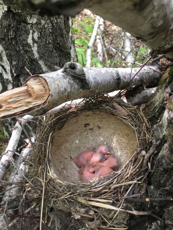 thrushes - My, Bugrinskaya grove, Novosibirsk, Nest, Thrush, Longpost