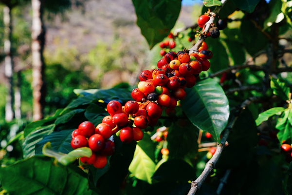 How coffee is grown in Guatemala - My, Coffee, Travels, Interesting, Guatemala, My, Longpost