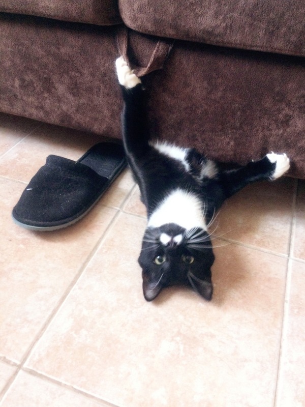 I checked, there is no second slipper! - My, cat, , , , 