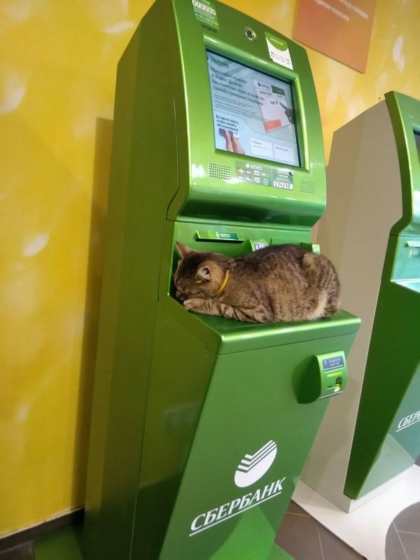 But someone loves savings) - My, Bank, cat, Happiness