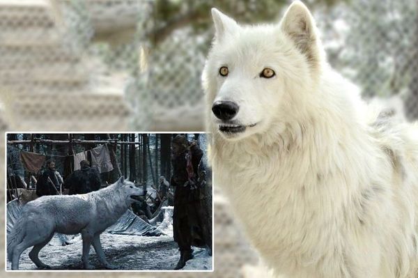 The wolf who played Ghost in Game of Thrones has died. - Game of Thrones, Actors and actresses, Wolf, Direwolf, news