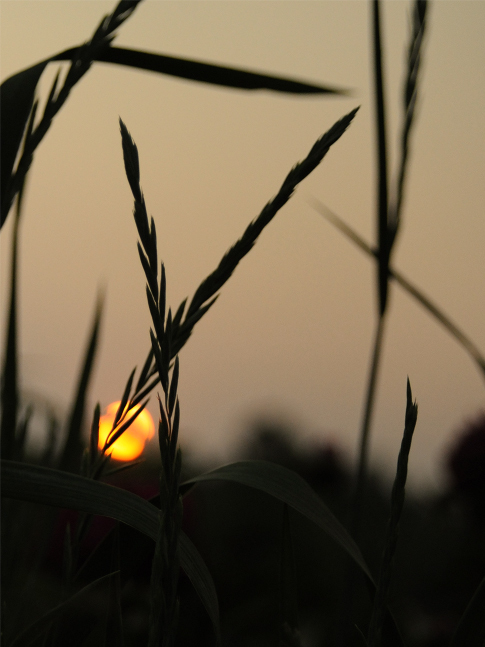 minimalist sunset - The photo, Land, Battle of sunsets, Sky, My, The sun