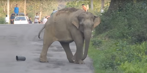 Elephant soccer player - Animals, , Video