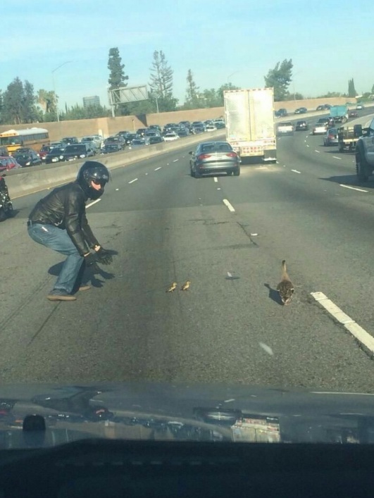 As if a motorcyclist saw ducks for the first time in his life - Motorcyclist, Duck, Road, Longpost, Motorcyclists