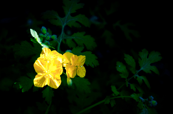 Celandine - My, The photo, Flowers, Grass, Celandine