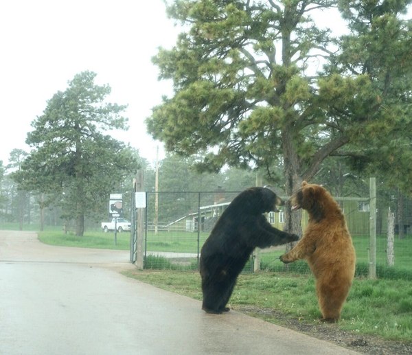 Deal? - Bear, Civilization, Animals, friendship, Deal, Bipedal, The Bears