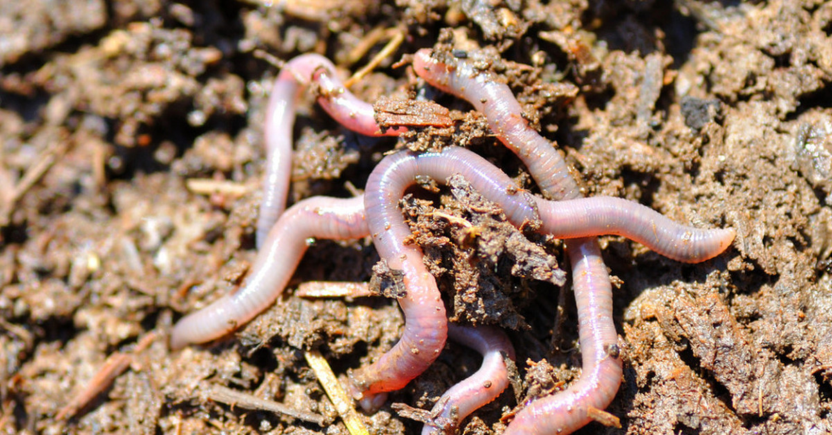 Что едят червяки дождевые. Allolobophora caliginosa Пашенный червь. Почвенно подстилочные черви. Личинки Калифорнийского червя.
