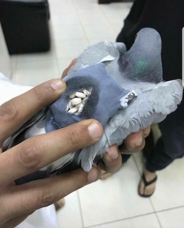 Police caught a pigeon with 200 ecstasy pills hidden on its back. - Pigeon, Drugs, Police, Drug dealer, Birds, Delivery