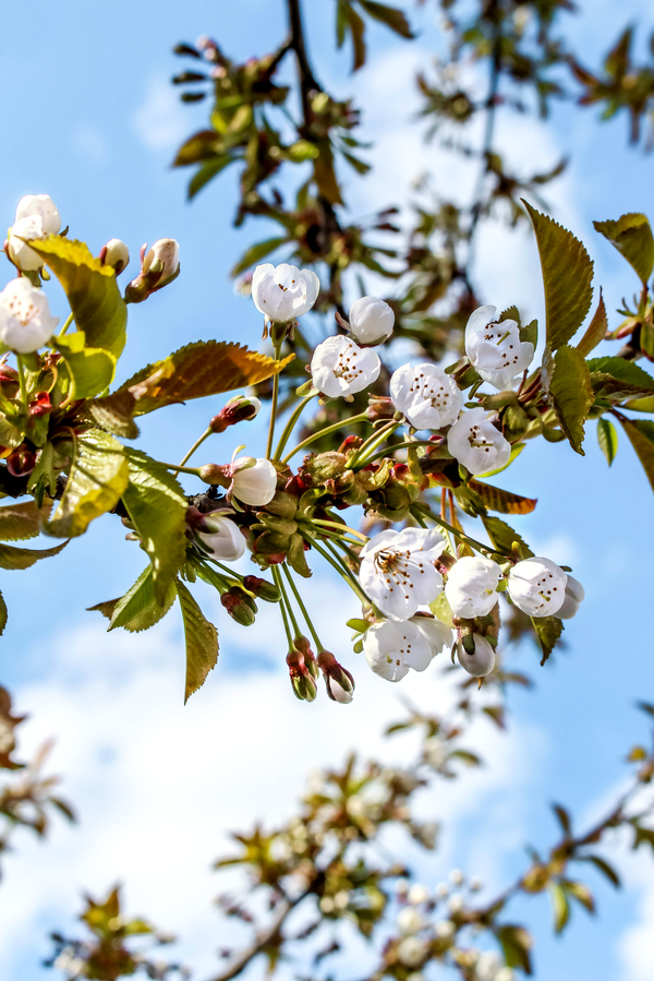 cherry blossoms - My, Republic of Belarus, The photo, Cherries, Nature, Canon