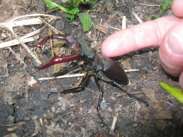 Meeting - My, Deer Beetle, Red Book