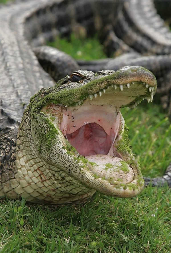 Have you seen how an alligator yawns?) - Alligator, Nature, Yawn