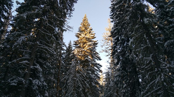 Just a photo of a tall spruce - My, Tree, Work, Winter, The photo