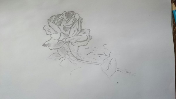 I'm trying to draw a rose - My, Pencil drawing, the Rose