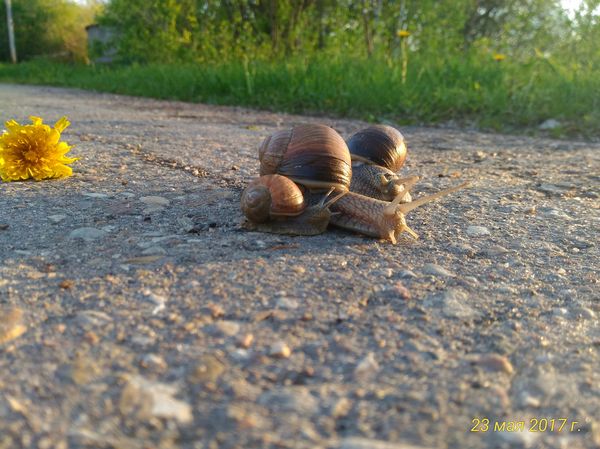 These are the animals that have bred near our house. - My, Achatina, Photo on sneaker, Tver region, Spring, , The photo, Longpost