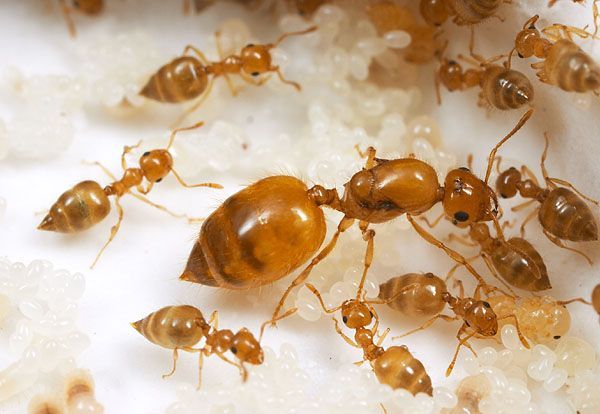 Коричневые муравьи в квартире как избавиться