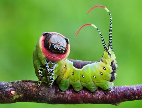 8 amazing butterflies before and after metamorphosis - Butterfly, It Was-It Was, Metamorphosis, Interesting, Caterpillar, Insects, Transformation, Longpost