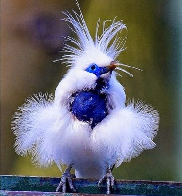 Балийский скворец