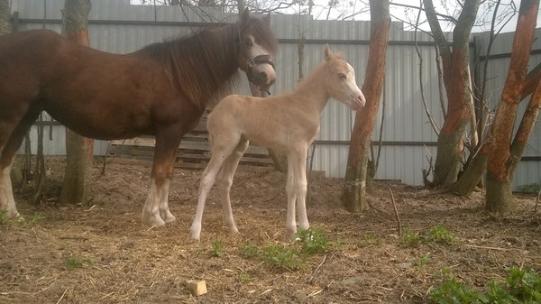 The stable is on fire! Need help! - My, Fire, Stable, Help, Horses, Building