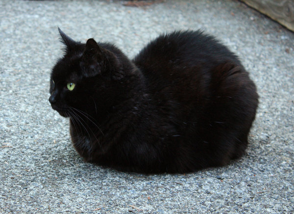 cat loaf - Loaf, cat