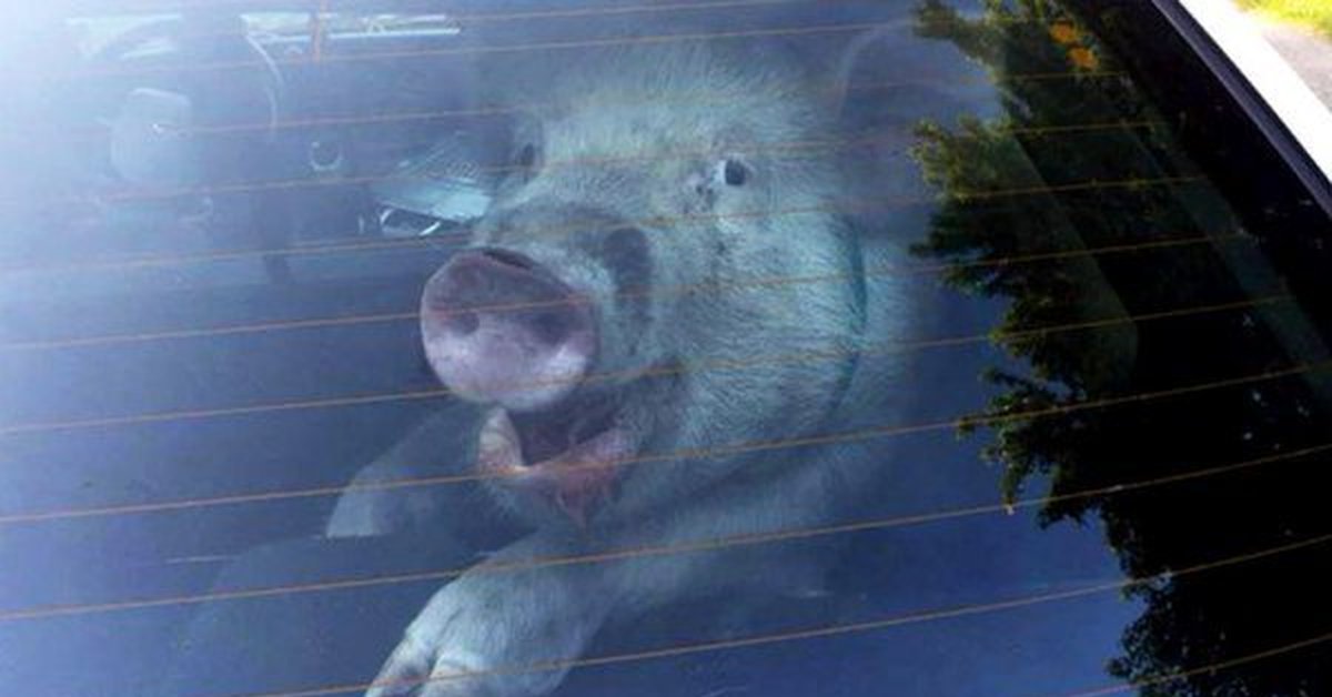 Едет на свинье. Поросёнок в авто. Свинка в машине. Машина хрюшка. Свинья в авто.