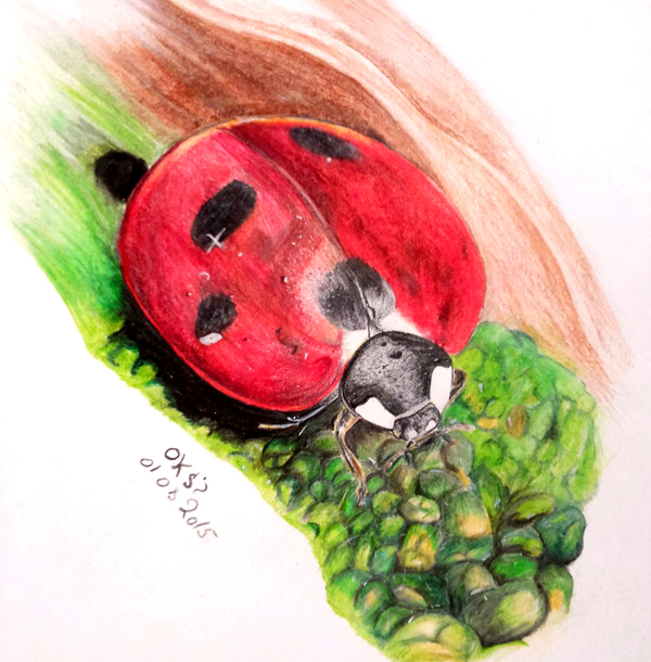 ladybug - My, ladybug, Drawing, Colour pencils, Creation, Images, Insects, Art