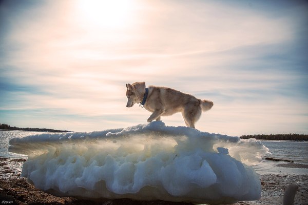 Coastal walk - The photo, Murmansk region, Sea, North, Husky, Fur seal, Longpost