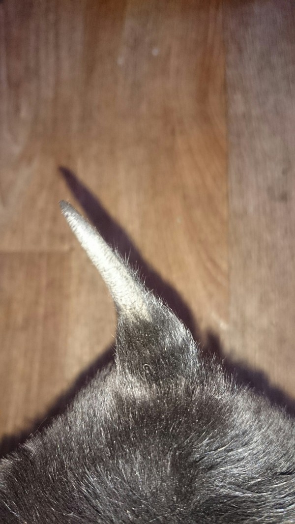 Alopecia in puppies/dogs. Need advice. - My, Puppies, Veterinary, Advice, Longpost