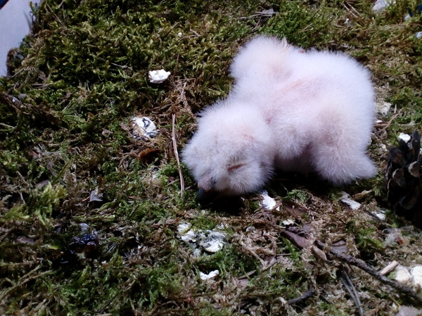 Fublinyata - My, Owlets, Owl, Owl, Milota, Fublin, Nest, Video, Longpost