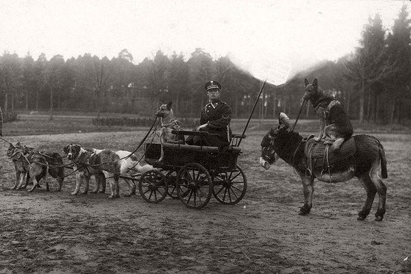 Training of police dogs, Warsaw, 1929 - Dog, Dog, Workout, Rider, Coachman, Service dogs, Police