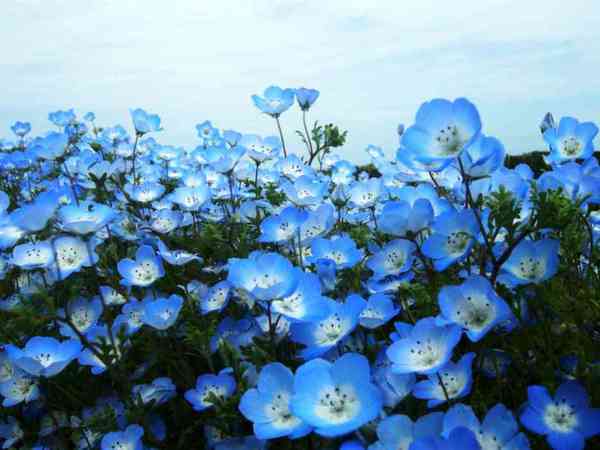  - (Hitachi Seaside Park) , . , , , , , 
