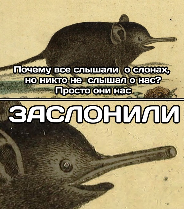 Слоновый прыгунчик — милейший дальний родственник слонов - Моё, Образовач, Статья, Животные, Слоны, Юмор