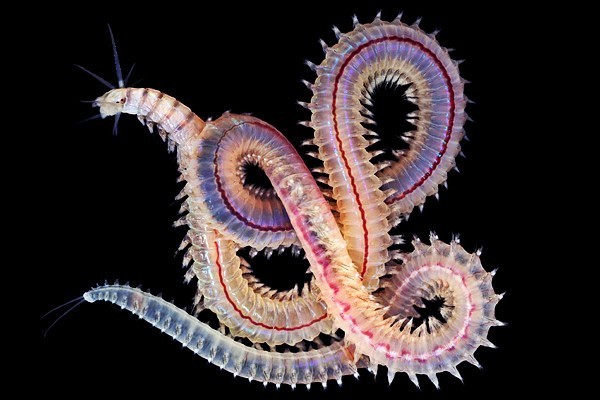 Sea worms. - Worm, Sea, The photo, Interesting, Zanamiclub, Longpost