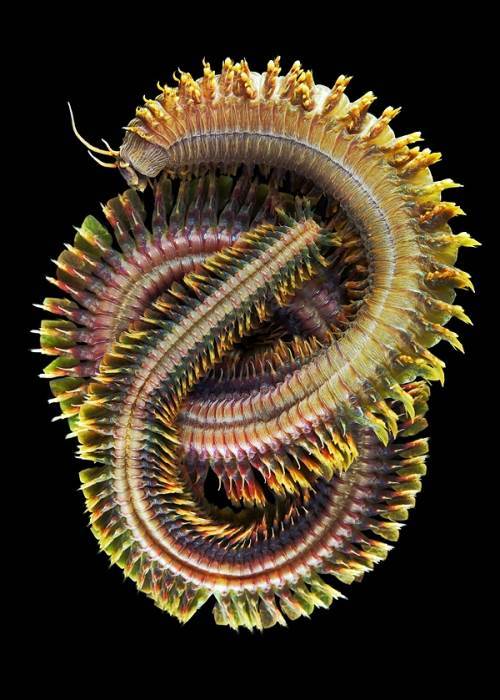 Sea worms. - Worm, Sea, The photo, Interesting, Zanamiclub, Longpost