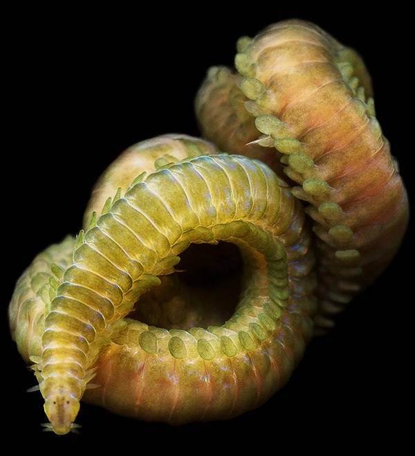 Sea worms. - Worm, Sea, The photo, Interesting, Zanamiclub, Longpost