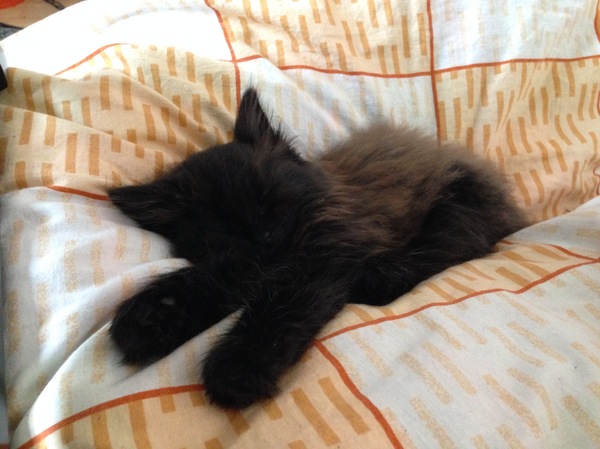 Fluffy softness - My, cat, Plush, Kittens