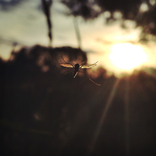 I came to ruin the photo and suck your blood... as you can see I ruined the photo (no) - My, Nature, Mosquitoes, The photo