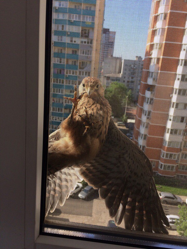 This friend woke me up this morning - My, Birds, Who is this?