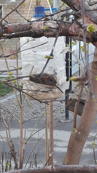 Well, what, a crisis for all, a crisis - Rodents, Tree, Trough