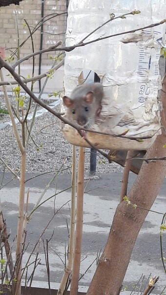 Well, what, a crisis for all, a crisis - Rodents, Tree, Trough