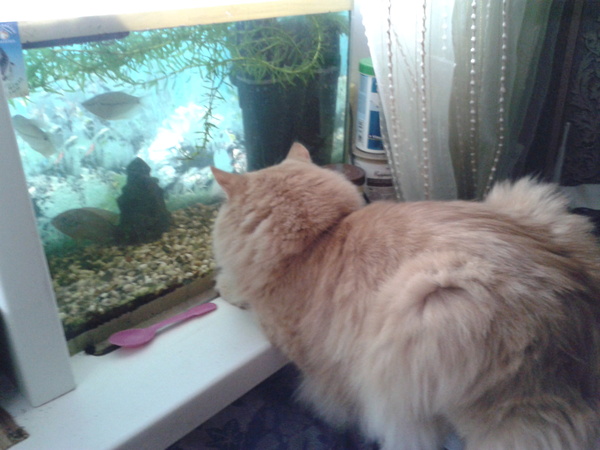 Cat tv - My, The photo, cat, Aquarium fish