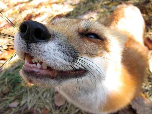 Forever, sweet - whining Ron-Ron - Fox, Domestic fox, The photo, Autumn, 