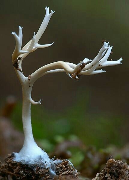 The wonderful world of mushrooms - Mushrooms, Nature, beauty, The photo, Longpost, A selection