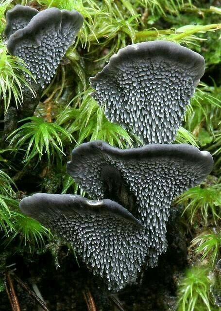 The wonderful world of mushrooms - Mushrooms, Nature, beauty, The photo, Longpost, A selection