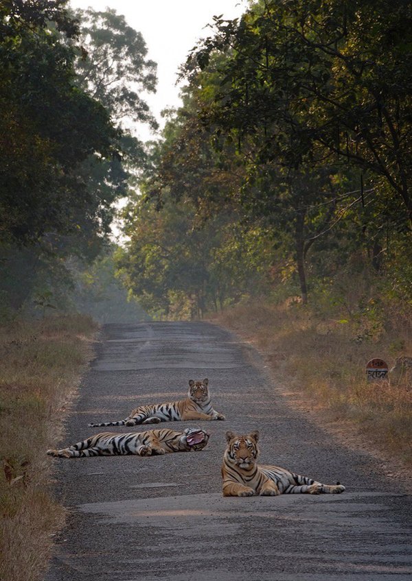 Road in the Indian state of West Bengal. - Tiger, , Bengal tiger
