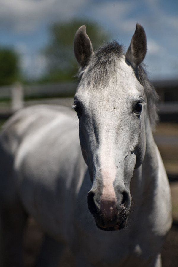 About horses and cameras - My, Horses, Foal, Horse racing, Jumping, Horse-race, The photo, Longpost