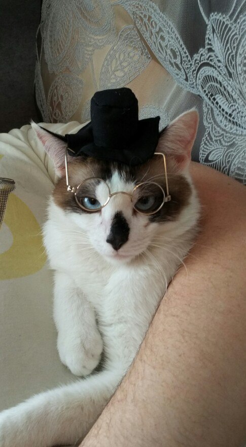 Did you want something, sir? - My, cat, Sir, Aristocrat, Glasses, Hat