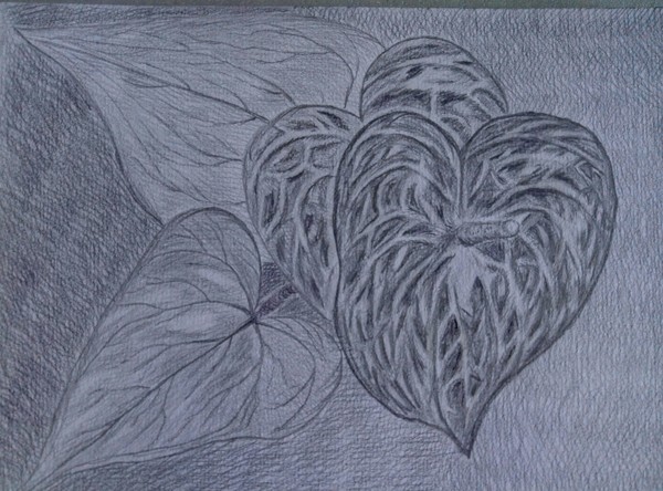 Anthurium. - Graphics, Pencil, My