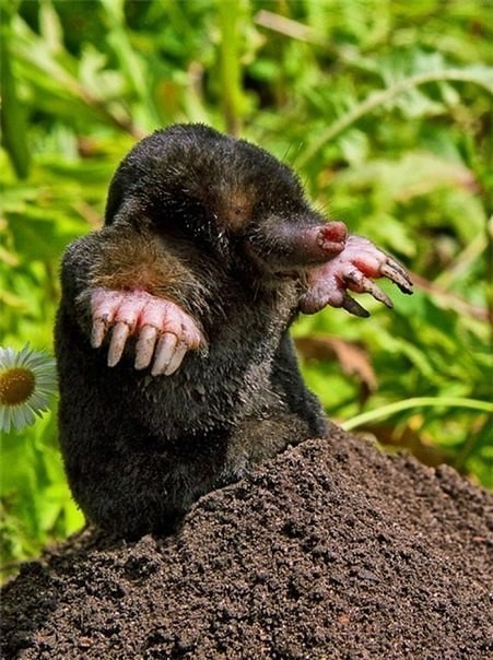 Mimic mole. - The photo, Wild animals, Animals, Nature