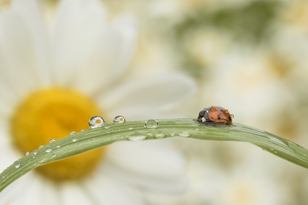 ladybug - ladybug, Dew, Nature, The photo