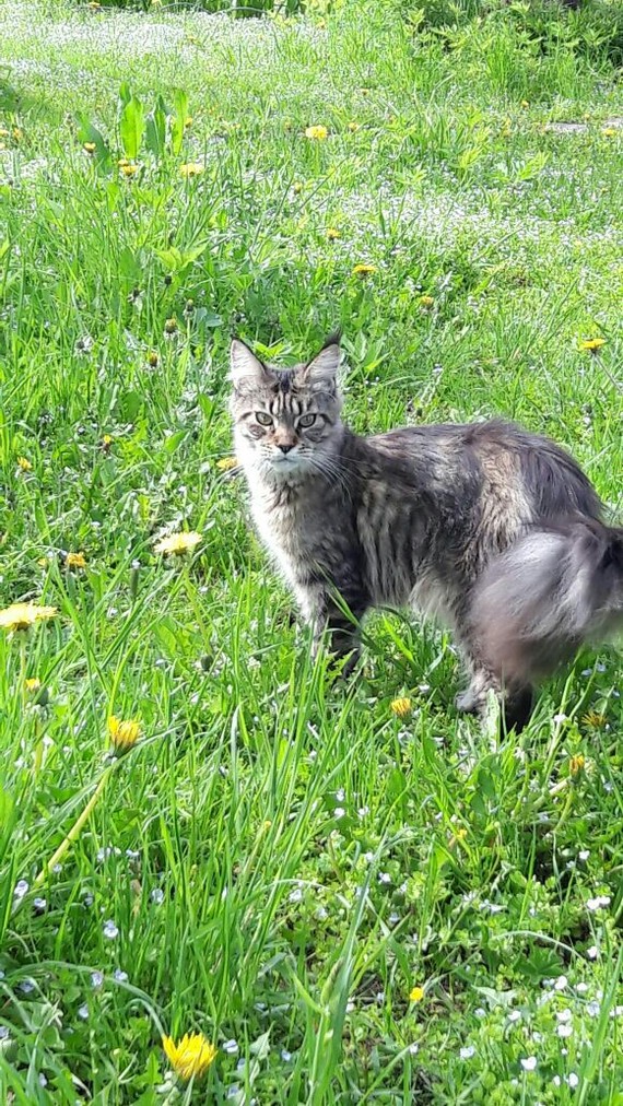 Cat on a walk - My, , Maine Coon, cat, Longpost